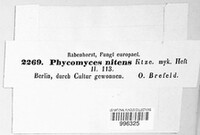 Phycomyces nitens image